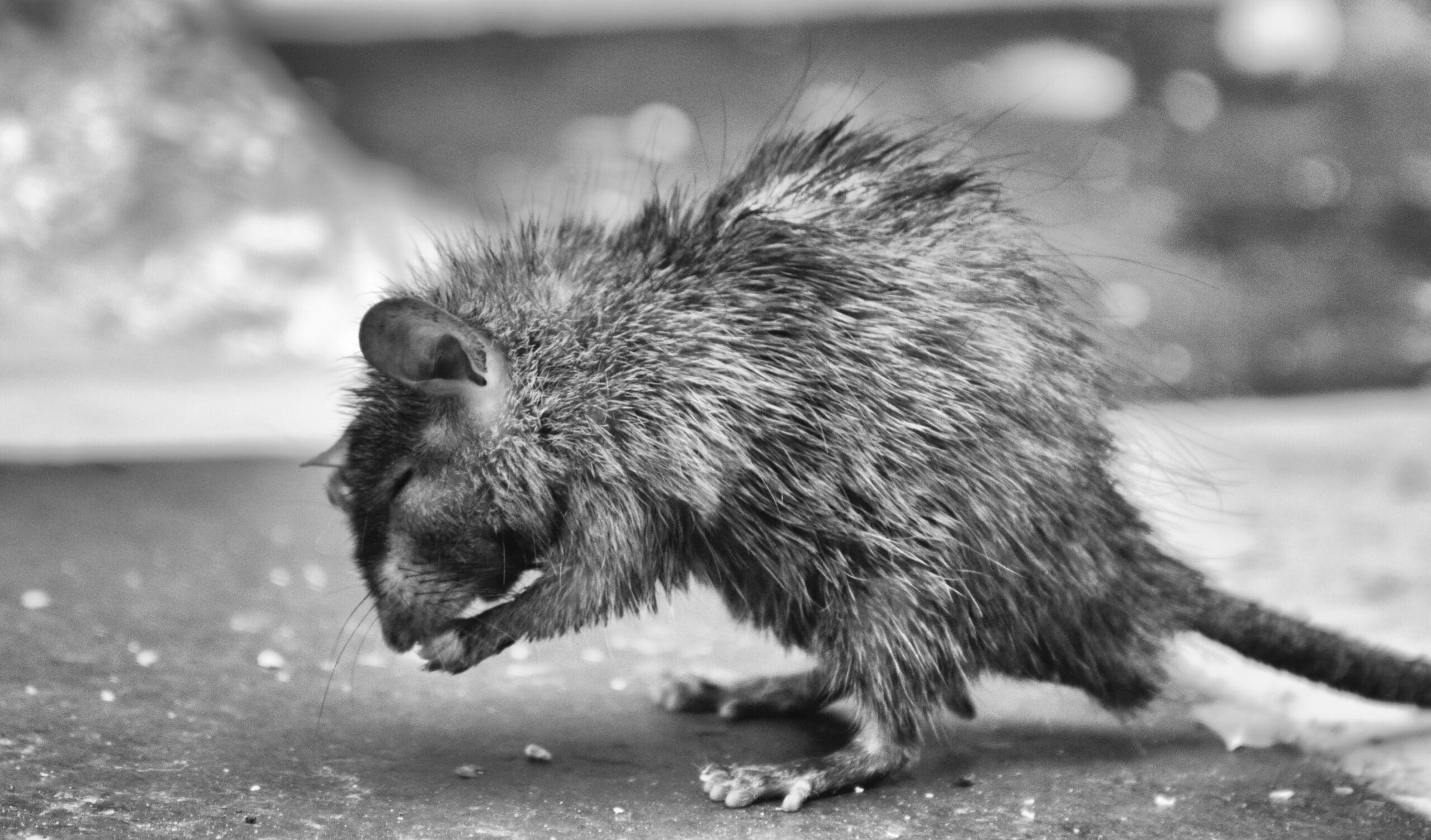 a-rat-feeling-tired-2024-10-18-06-50-17-utc